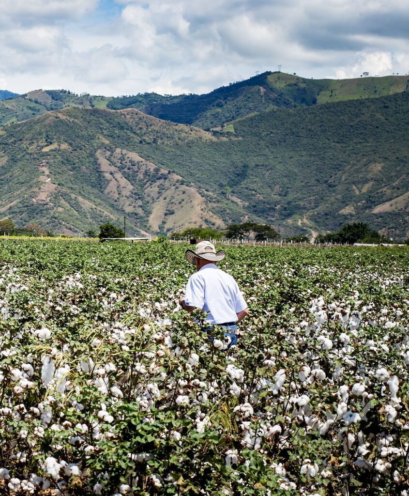 cotton farmer